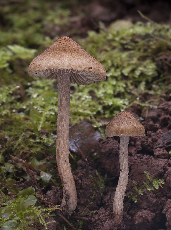 Inocybe cervicolor